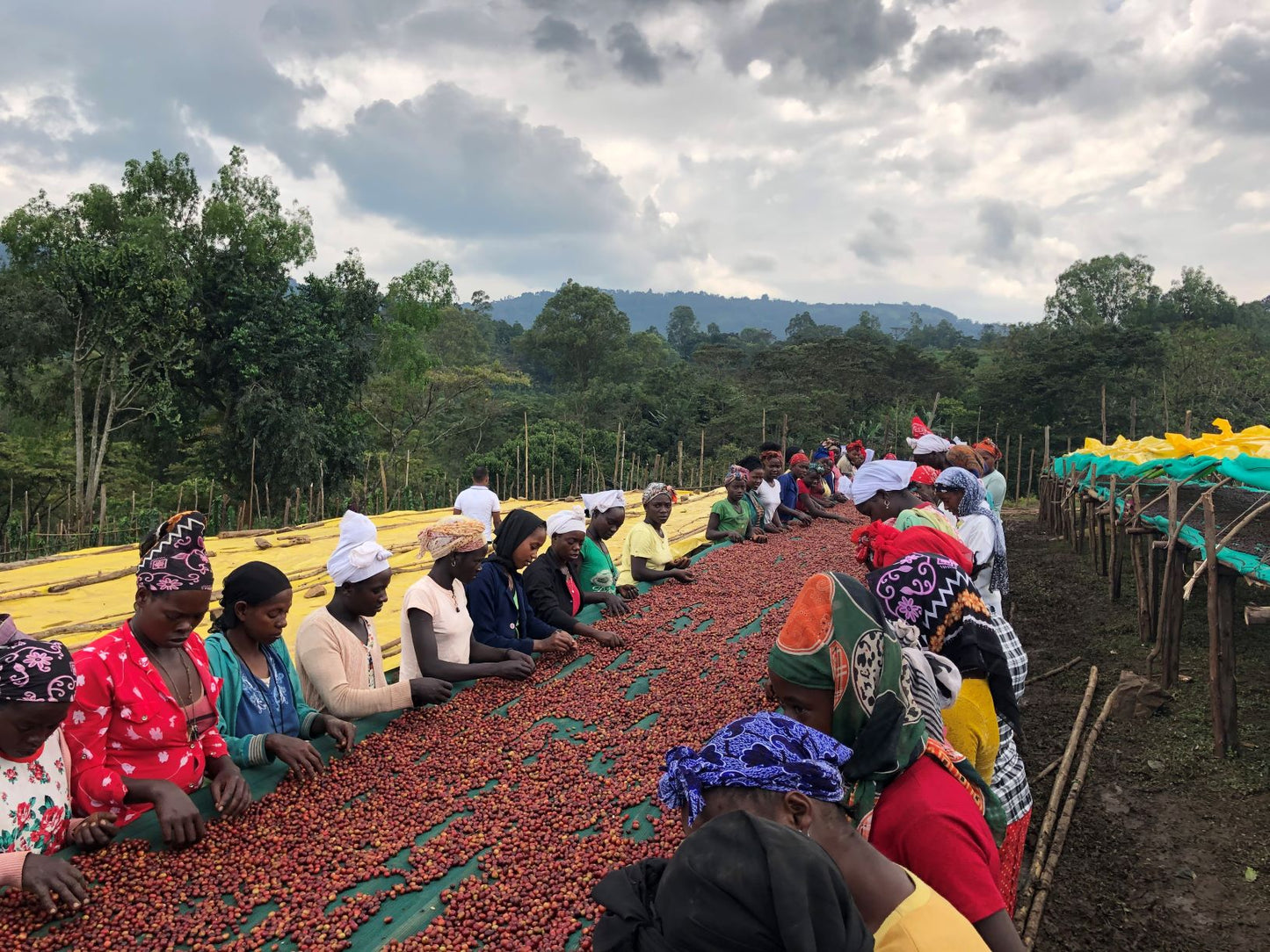 Ethiopia Haru Espresso