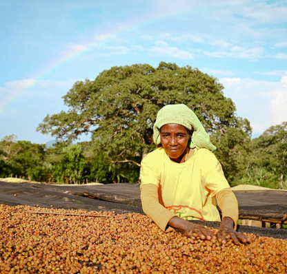 Ethiopia Haro Wachu Espresso